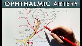 Ophthalmic artery and its branches  Anatomy tutorial [upl. by Eleda]