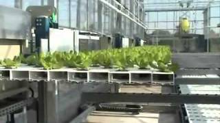 hydroponic lettuce automation [upl. by Rengia]