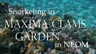 MAXIMA CLAMS garden in Neom Red Sea [upl. by Annaihs470]