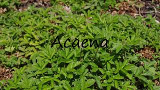 How to Pronounce Acaena [upl. by Wake]