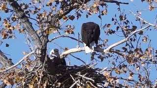 The Eagles at Ryans Gulch [upl. by Ardeth325]