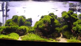 Keindahan Riccardia Moss untuk aquascape [upl. by Aran]