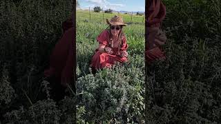 How to Forage for Medicinal Herb Horehound Wilderness Survival Apothecary [upl. by Aneeh]