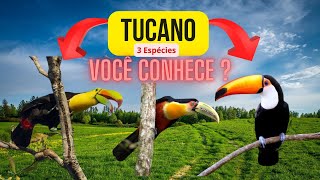 OS TUCANOS E 3 ESPÉCIES  Curiosidades e Fatos sobre os Tucanos [upl. by Trude]