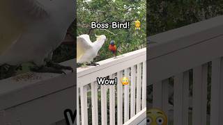 Parrot Wars Cockatoo gets a BIG Fright 😳 birds cockatoo tricks [upl. by Yole941]