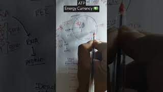 ATP Energy Currency Mitochondria Cell  trending [upl. by Emelen]