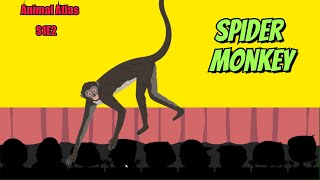 Animal Atlas S1E2 Spider Monkey [upl. by Notlok]