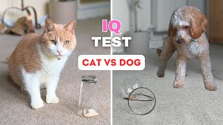 Are Dogs Smarter Than Cats Checking IQ of My Husky And Kitty [upl. by O'Hara]