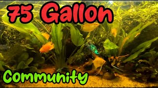 75 Gallon Community Tank [upl. by Eb192]