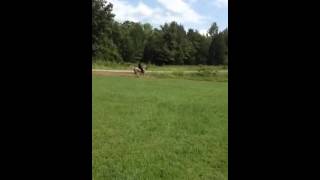 Flatshod with chains tennessee walking horse [upl. by Nylodnewg]