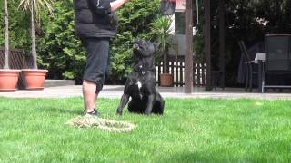 Cane Corso Wurfplanung Alice amp Paolo [upl. by Ajam]