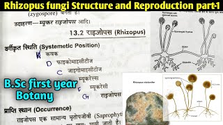 Rhizopus fungi Structure and Reproduction part1  BSc first year botany 1st semester [upl. by Caritta626]