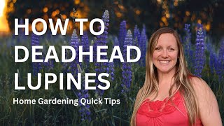 Deadheading Lupines  Quick amp Easy  Keep lupines looking great all season [upl. by Zenia]