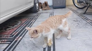 Cat Leg injury treatment at home [upl. by Zevahc]