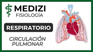 Clase 38 Fisiología Respiratoria  Circulación Pulmonar Edema Pulmonar IGdoctorpaiva [upl. by Calia]