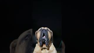 Big Boerboel Barking having a Fit boerboels shortsbeta [upl. by Nellda]