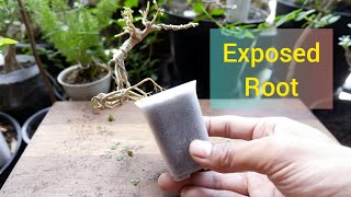 BONSAI SANCANG MINI NAIK POT KECIL 135  Expose Root [upl. by Revned943]