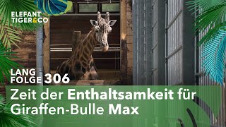 Frauenheld außer Dienst Langfolge 306  Elefant Tiger amp Co  ARD [upl. by Neelyt455]