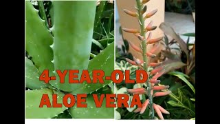 4 Year Old Aloe Vera [upl. by Marika780]