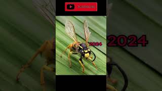 2024 wasp and 5000bce wasp 5000bce animals [upl. by Nyrrat]