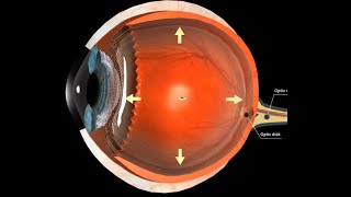 How to reactivate the optic atrophy caused by glaucoma [upl. by Nuavahs]