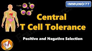 Central T cell Tolerance  Positive and Negative Selection FLImmuno77 [upl. by Tegan]