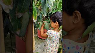 Mango harvesting from rooftoop shorts garden mangoplant fruit [upl. by Aicenaj679]