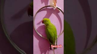 Mirhu Mithu bolne wala parrot 🦜🦜parrottalking funnypets [upl. by Meredithe]