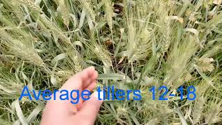 Sriram super 231 wheat varietyJaivic Science [upl. by Neyr]