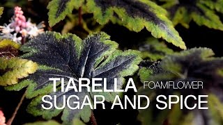 The Easy Tiarella Sugar and Spice at ParkSeedcom [upl. by Maryl]