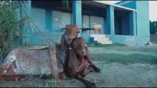 Funny Bakrid Eid ul Azha video [upl. by Caty]