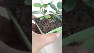 Ficus microcarpa garden nature bonsai [upl. by Eaver]