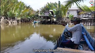 Satu pancing sudah disambar ikan disambar lagi pancing yang lain [upl. by Nnahteb172]