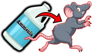 Eliminate Rats for Good Ammonia as Your Secret Weapon [upl. by Weiser]