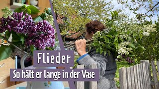 Fliederblüte lange frisch halten  MDR Garten [upl. by Daffy]