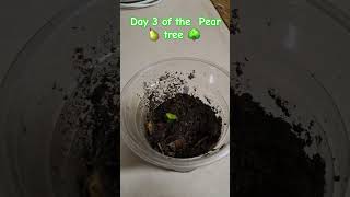 DAY 3 OF THE Pear 🍐 Tree 🌳 about to produce the true leaves 🍃 gardening garden food pear love [upl. by Ymeraj]