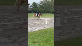 244 in dressage ❤️ horse haflinger equestrian eventing [upl. by Ymassej]