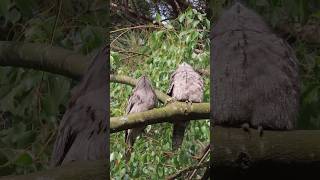 Tawny Frogmouths sleeping shorts birds wildlife [upl. by Horn747]