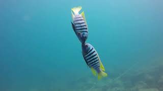 Ciclidos Africanos Lago Malawi [upl. by Oht949]