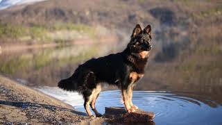 Cali the Chodsky Pes  Bohemian shepherd [upl. by Jerusalem]