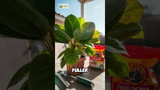 Top Care Tips for a Thriving Split Leaf Philodendron 🌿  Twig Terrace [upl. by Entsirhc]