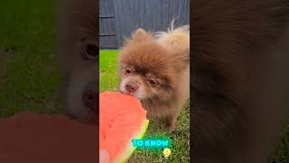 3 awesome poms dog puppy pomerinian youtubeshorts share shorts friends [upl. by Breh]