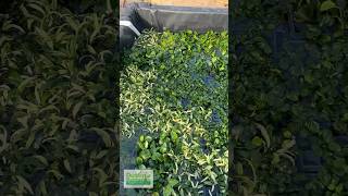 Anubias on Anubias on Anubias [upl. by Aigroeg154]