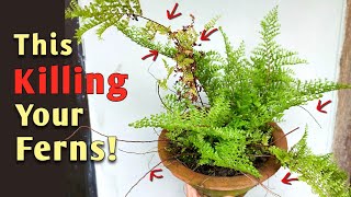 4 MISTAKES Killing Your Fern Plant  Fern Plant Care Indoor [upl. by Nnarual]