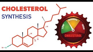 LIPID METABOLISM Part 4 Cholesterol biosynthesis MALAYALAM [upl. by Osner]