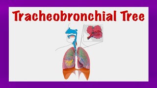 The Tracheobronchial Tree Thorax [upl. by Luamaj316]