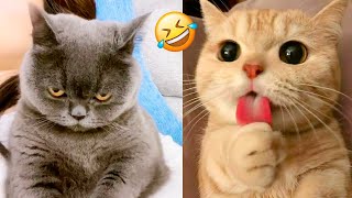 13 Minutes of Funny Cats and Kittens  Funny Cat Videos  Funniest Animals [upl. by Auhel567]