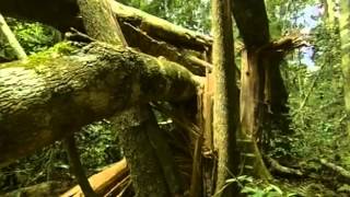 Documental Selva tropical el secreto de la vida [upl. by Seedman]