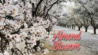 ALMOND BLOSSOM  CALIFORNIA [upl. by Durrell]