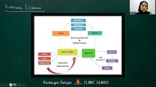 LICHENES Lumut Kerak  Pengertian Bentuk dan Reproduksi Lichenes [upl. by Eblehs788]